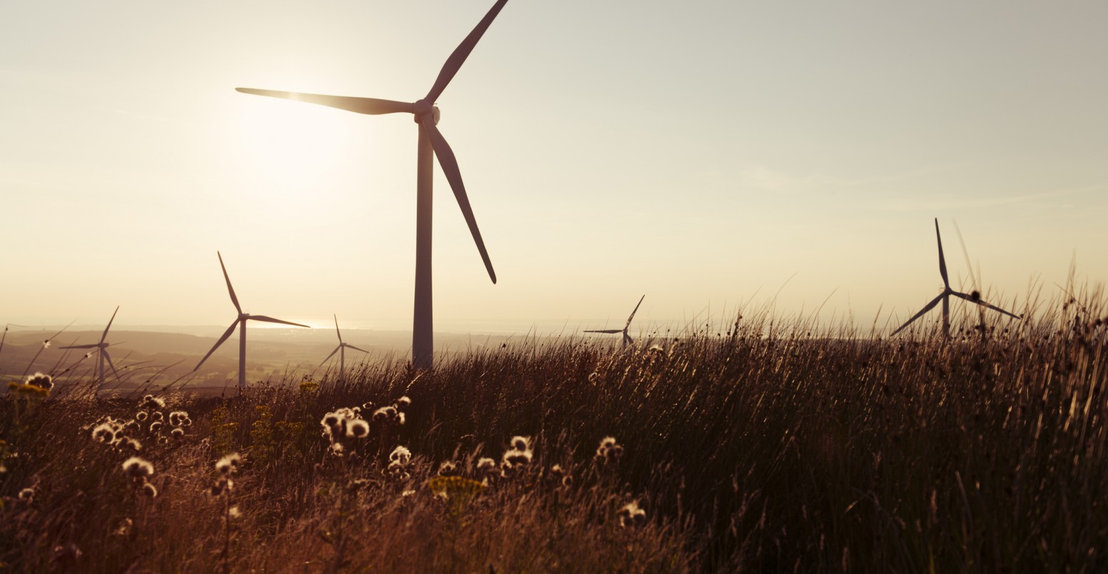 Views over wild grasses and weeds of a wind farm during an Autumn sunset.