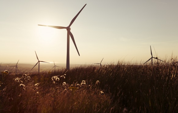 Views over wild grasses and weeds of a wind farm during an Autumn sunset.
