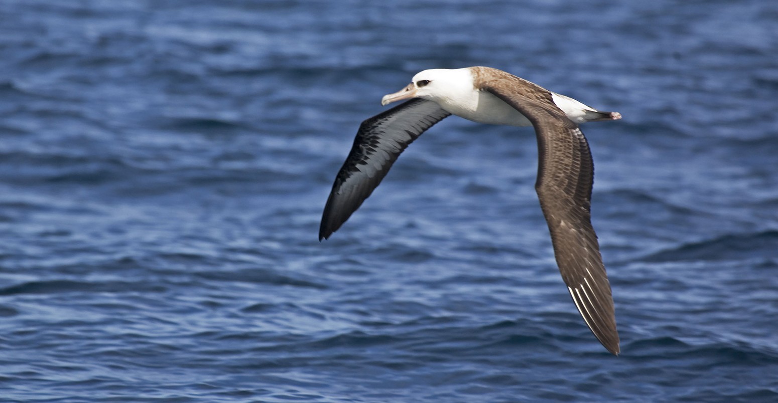 Laysan Albatross, Phoebastria immutabilis flying over the sea