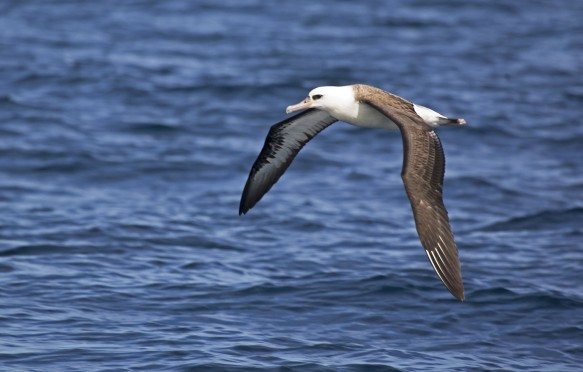 Laysan Albatross, Phoebastria immutabilis flying over the sea