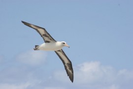 Laysan albatross. Credit: Lesley Thorne.