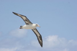 Laysan albatross. Credit: Lesley Thorne.
