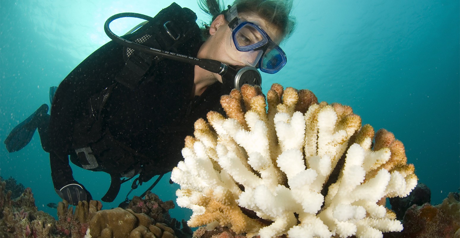 liefde Theoretisch Won Rising seas easing coral bleaching will be 'too little too late'