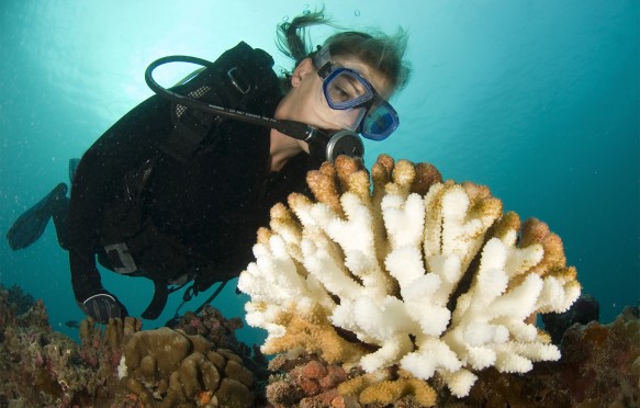 Scuba diver scrutinizes a bleached wart coral that is a consequence of global warming