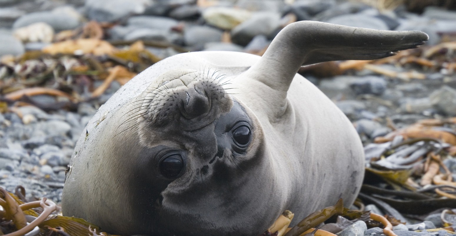 Elephant Seal Pup at Play, South Georgia.