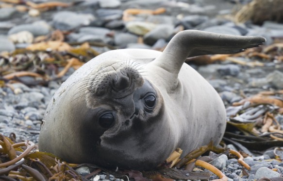 Elephant Seal Pup at Play, South Georgia.