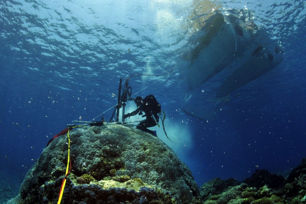 A scuber diver coral coring