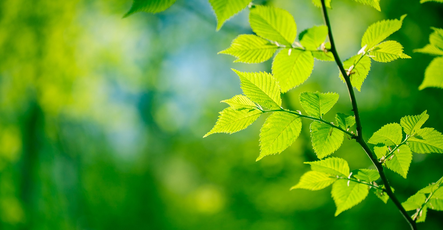 Green Leaves