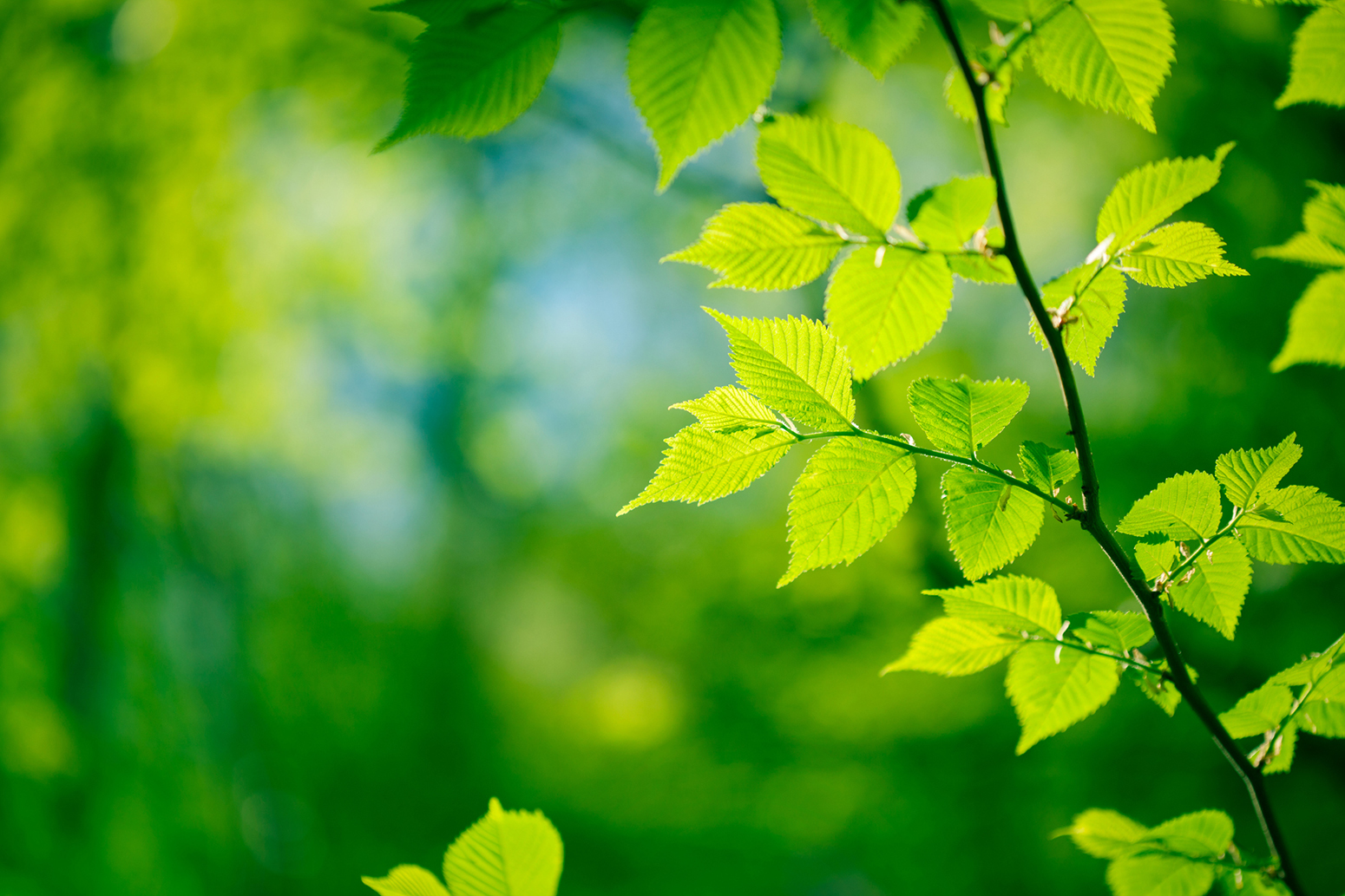 Green Leaves Carbon Brief