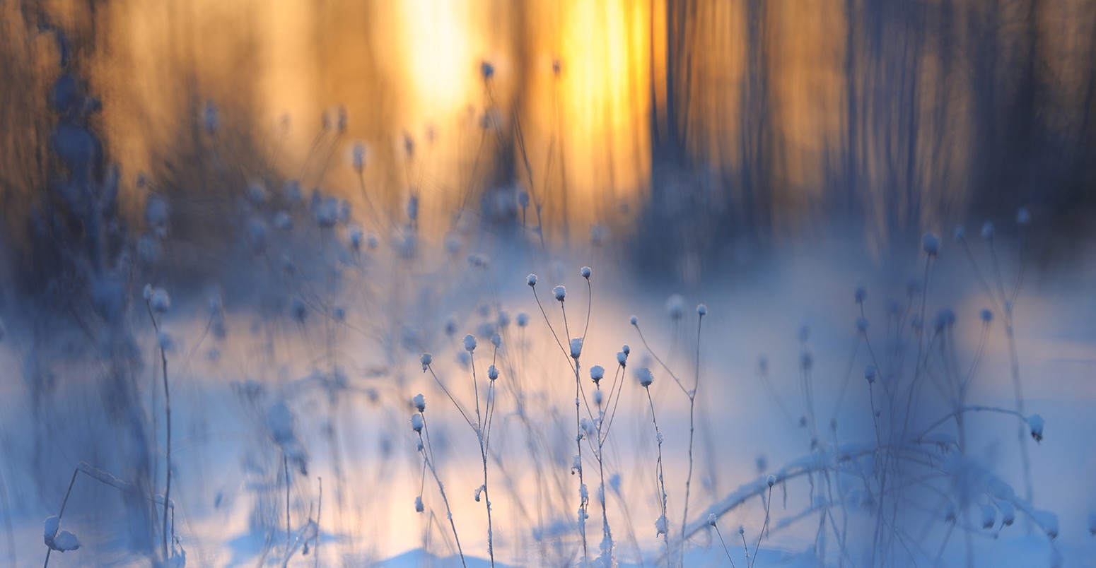 Fresh snow on dried plants