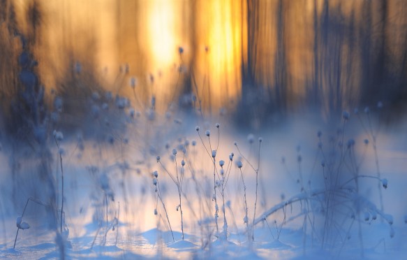 Fresh snow on dried plants