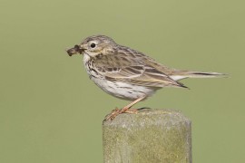 Meadow pipit. Credit: Steve Ganlett.