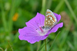 Northern brown argus. Credit: M Carrick.