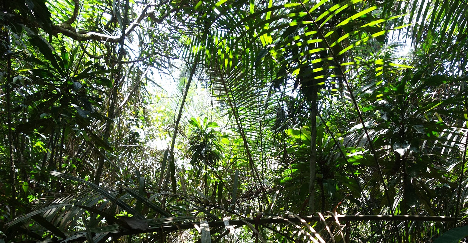 Congo basin peatland