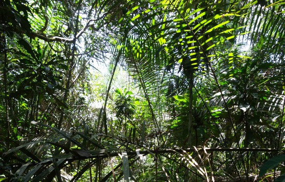 Congo basin peatland