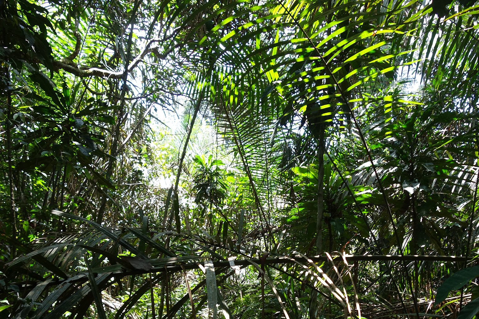 Guest post: Vast carbon store found under Congo swamp forest - Carbon Brief