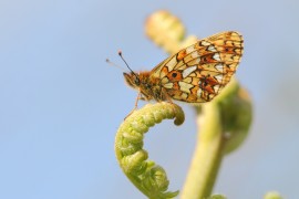 Small pearl-bordered fritillary. Credit: Will Langdon.