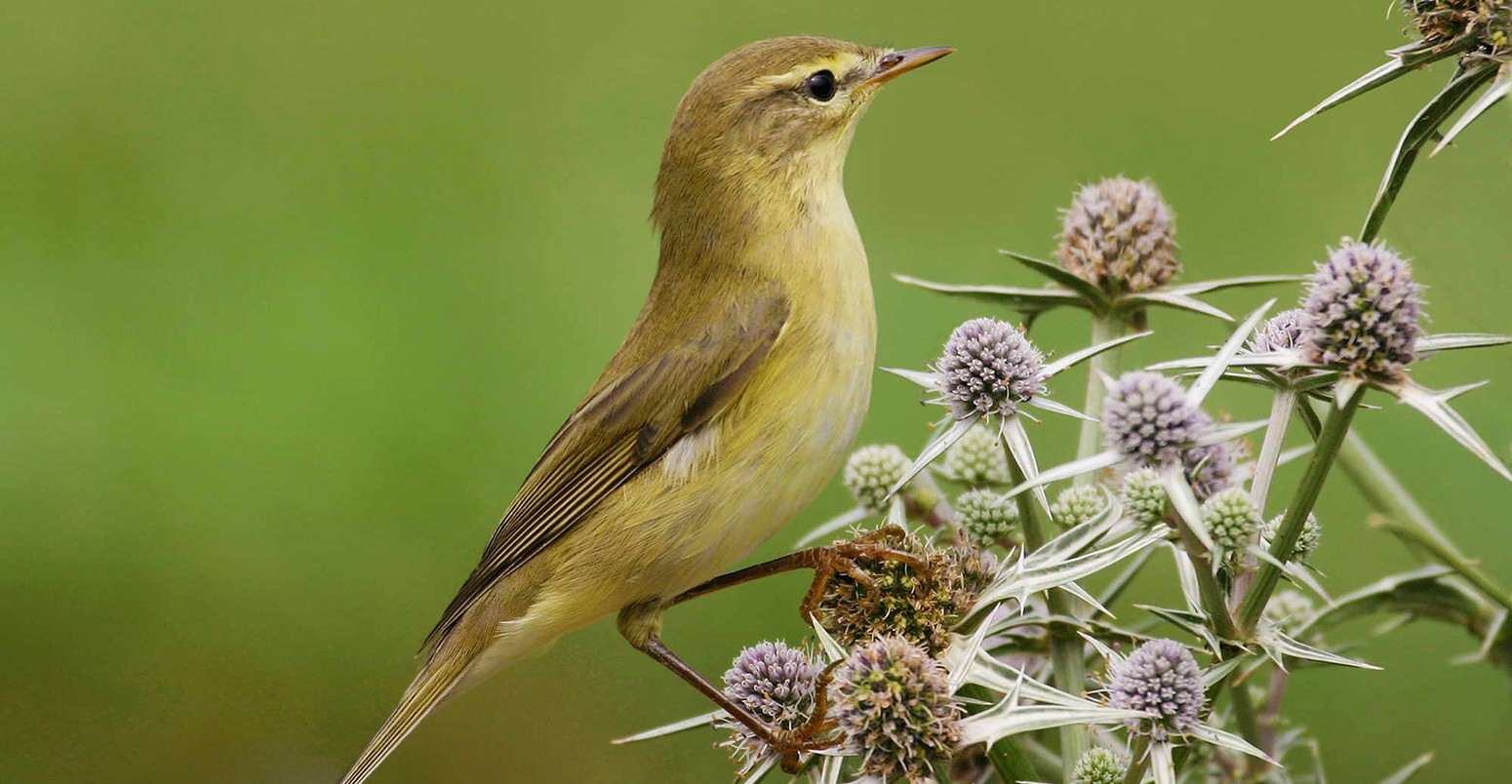 Willow warbler