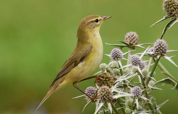 Willow warbler
