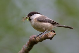 Willow Tit (Parus montanus). Credit: Edmund Fellows.