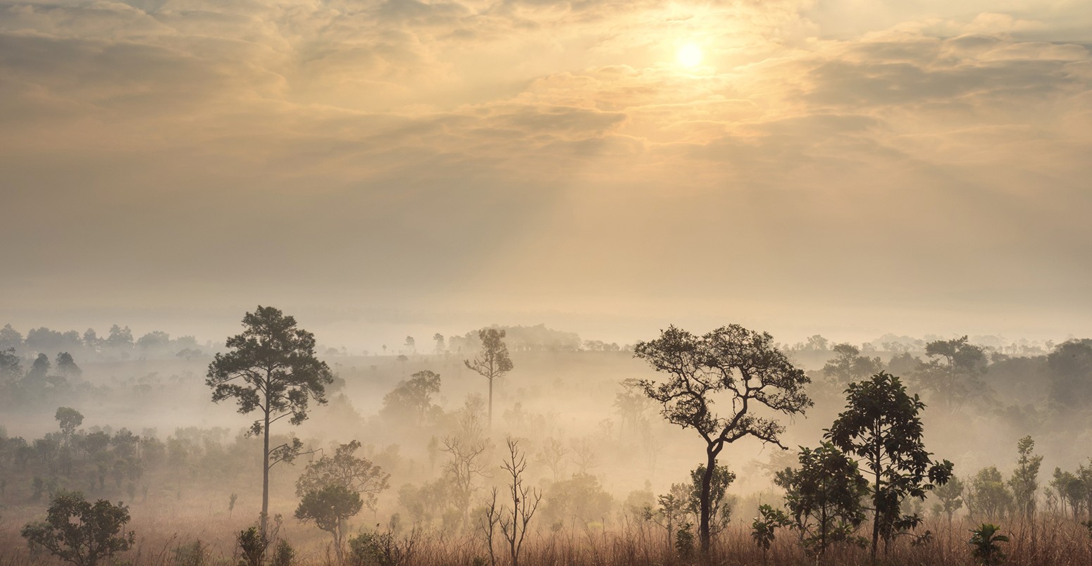 Savannah landscape at sunrise, Tanzania