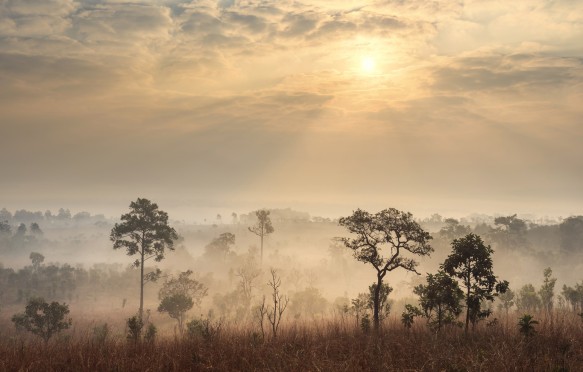 Savannah landscape at sunrise, Tanzania