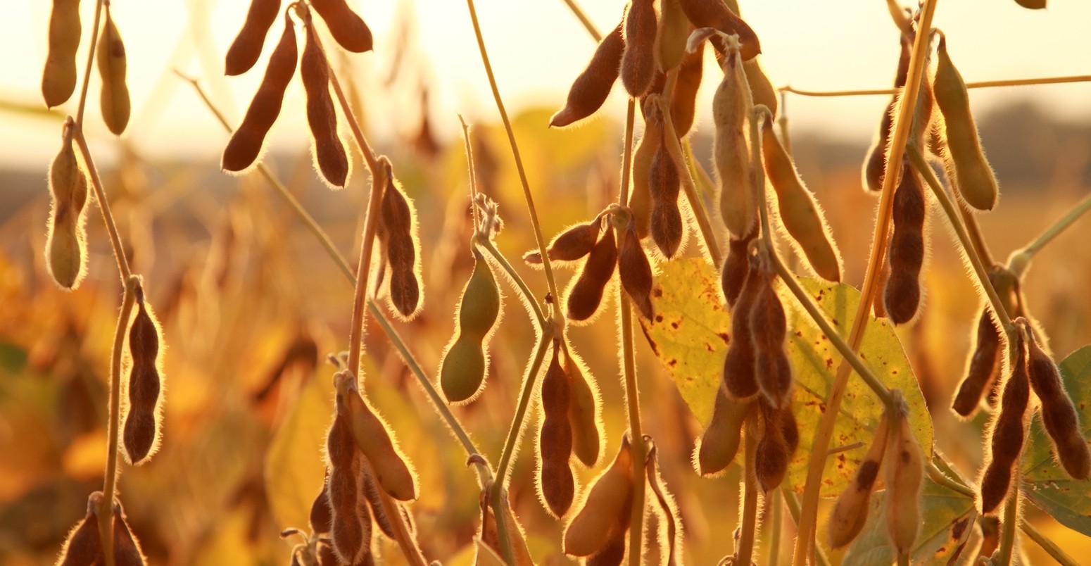 Soybean plants ready for harvest