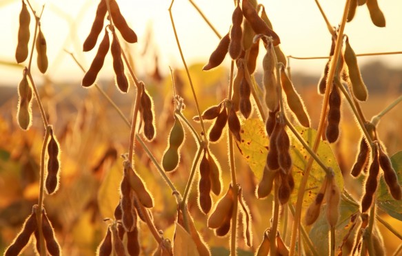 Soybean plants ready for harvest