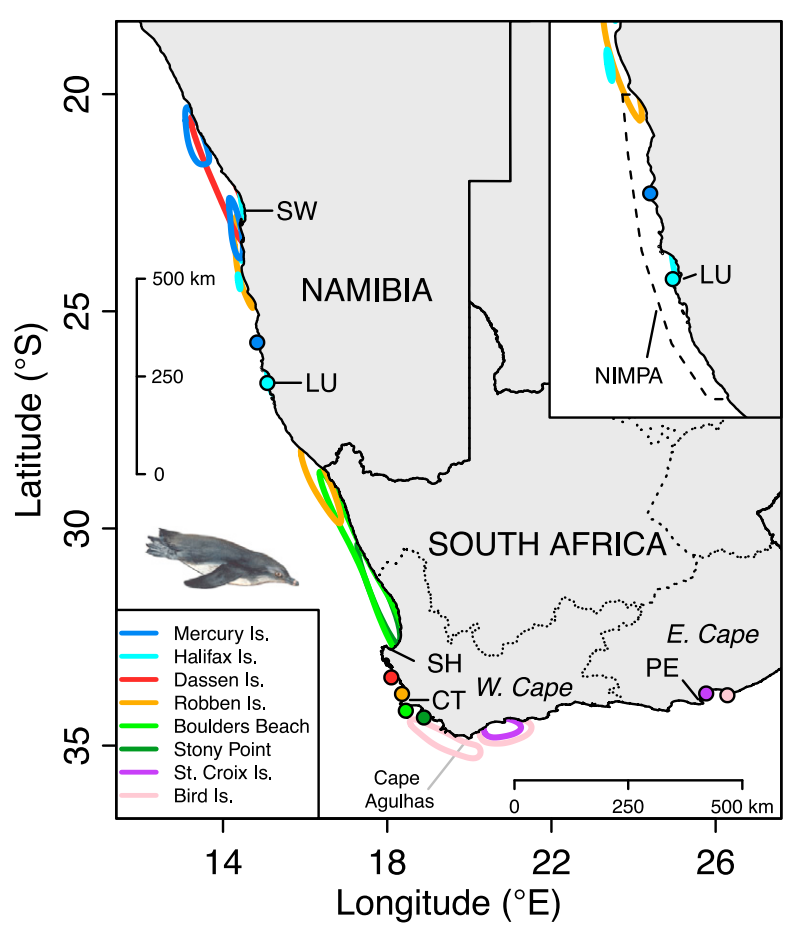 Map shows the core feeding areas of the 54 penguins: Swakopmund (SW), Lüderitz (LU), St. Helena Bay (SH), Cape Town (CT), Port Elizabeth (PE), and Namibian Islands’ Marine Protected Area (NIMPA). Colonies included in the study are shown as filled circles, and the lines with matching colours show where the penguins tend to go to feed. Source: Sherley et al. (2017) 