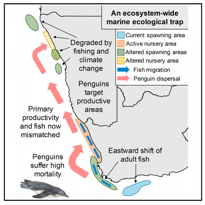 Sherley et al. (2017) Graphical Abstract