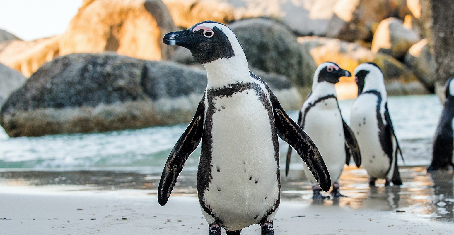 African penguins on the sandy beach. African penguin ( Spheniscus demersus) also known as the jackass penguin and black-footed penguin. Boulders colony. Cape Town. South Africa