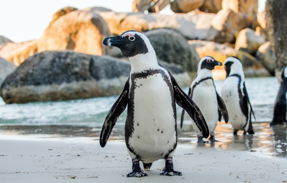 African penguins on the sandy beach. African penguin ( Spheniscus demersus) also known as the jackass penguin and black-footed penguin. Boulders colony. Cape Town. South Africa