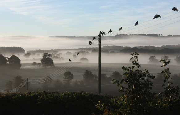 Birds sit on electricity pylons in the early morning mist in the North Yorkshire countryside in the United Kingdom.