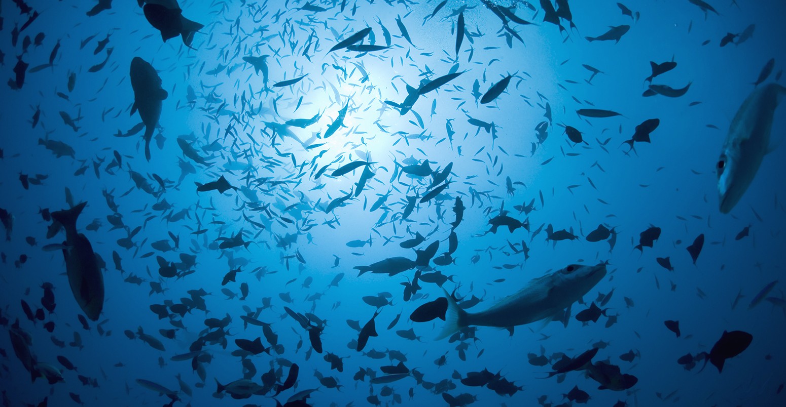 Large shoal of fish silhouetted underwater