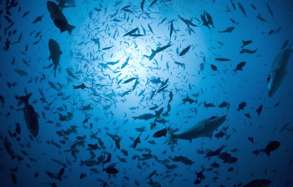 Large shoal of fish silhouetted underwater