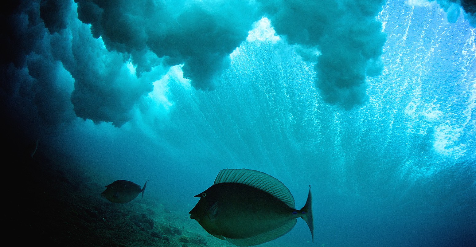 Unicorn fish swims under a cloudy breaking wave in a tropical ocean
