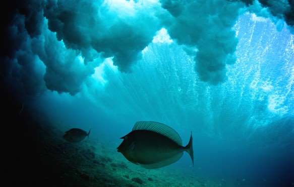Unicorn fish swims under a cloudy breaking wave in a tropical ocean