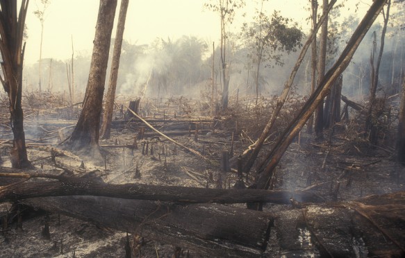 Slash and burn deforestation in the amazon rainforest. 60-70 percent of deforestation in the Amazon results from cattle ranches and soyabeans cultivation while the rest mostly results from small-scale subsistence agriculture.