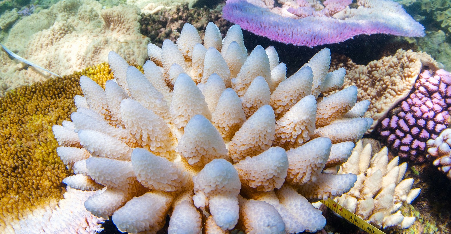Bleached and flourescing corals on the northern Great Barrier Reef, April 2016