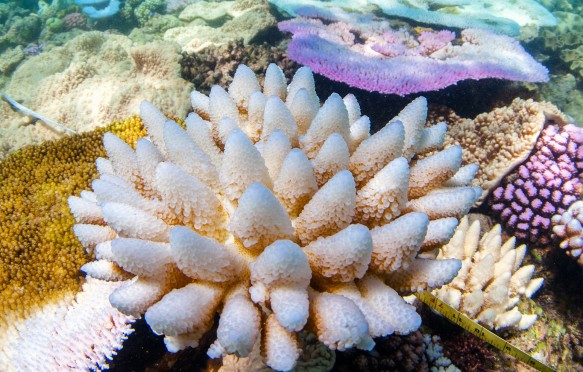 Bleached and flourescing corals on the northern Great Barrier Reef, April 2016