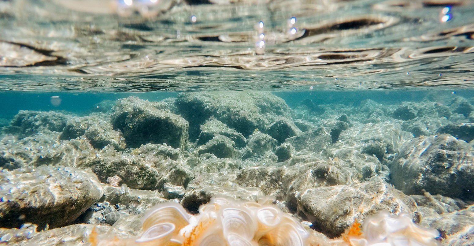 Stones and seaweed underwater, Europe