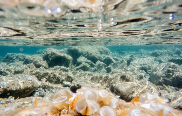Stones and seaweed underwater, Europe