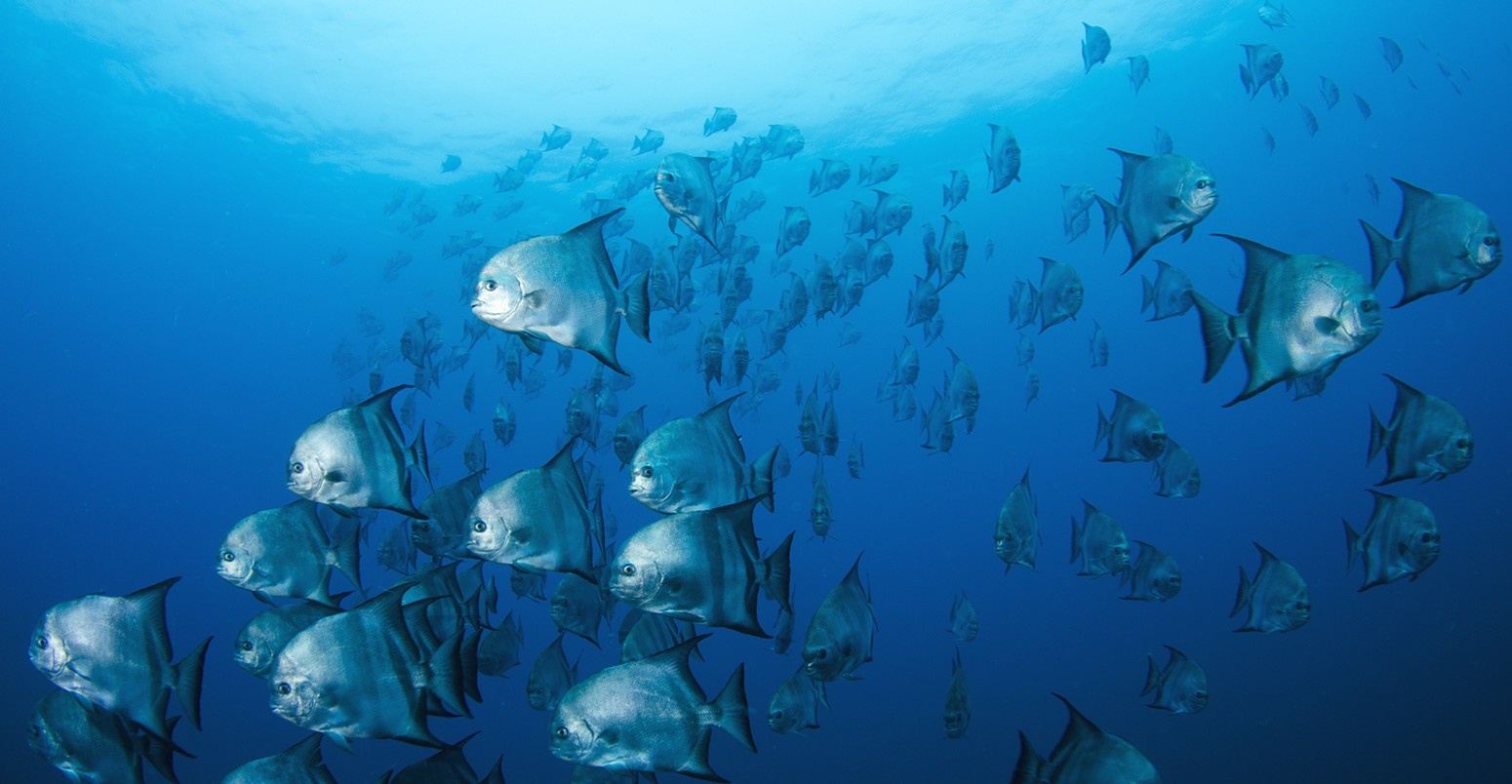 Shoal of spade fish in the Atlantic