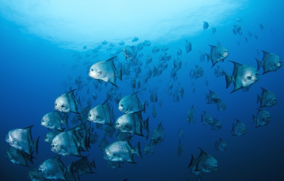 Shoal of spade fish in the Atlantic