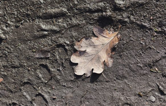 Typical of wet country paths in winter, this one bears the imprint of recent passing traffic. A dead oak leaf has been blown onto the dark, sodden, muddy path, where its outline is highlighted.