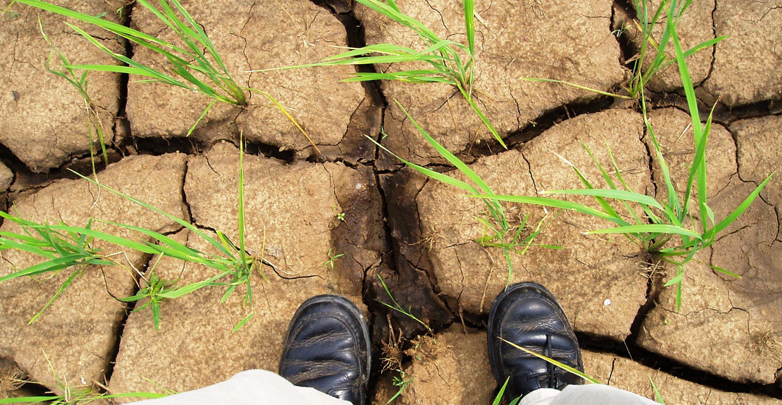 Drought-tolerant rice