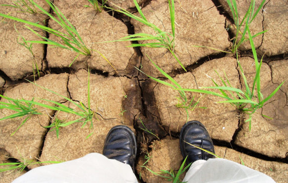 Drought-tolerant rice