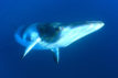 Minke whale