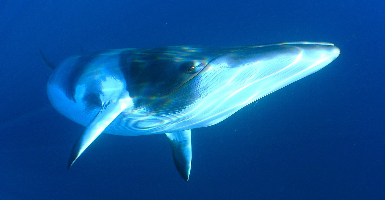 Minke whale