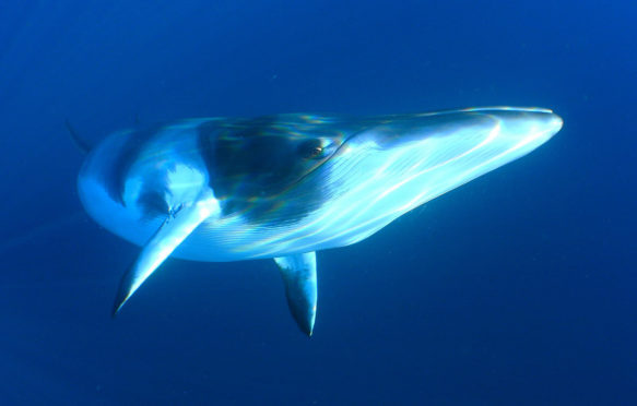Minke whale